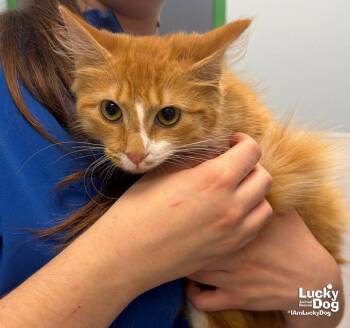 Buttercup -  Domestic Long Hair Cat for Adoption in Washington, District Of Columbia - Buttercup | PetCurious