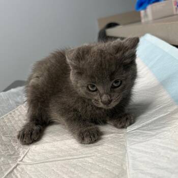 .tif -  Domestic Short Hair Cat for Adoption in Oak Park, Illinois - .tif | PetCurious