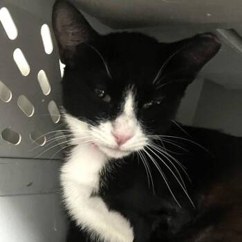 India -  Domestic Short Hair Cat for Adoption in Lakeland, Florida - India | PetCurious