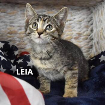 Leia -  Domestic Short Hair Cat for Adoption in Yuma, Arizona - Leia | PetCurious
