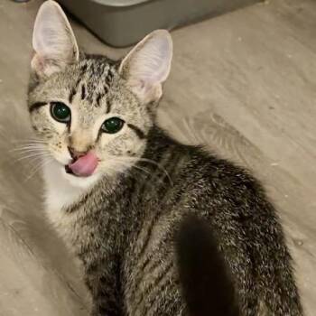 Cherry Garcia -  Domestic Short Hair Cat for Adoption in Syracuse, New York - Cherry Garcia | PetCurious