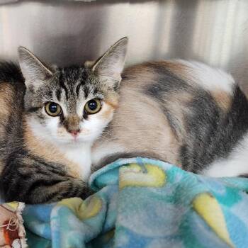 Agate -  Domestic Short Hair Cat for Adoption in Walker, Michigan - Agate | PetCurious