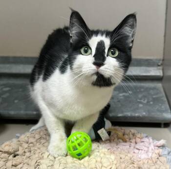 61797375 -  Domestic Short Hair Cat for Adoption in Elko, Nevada - 61797375 | PetCurious