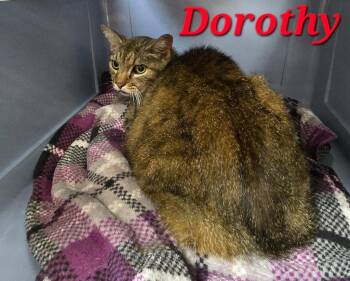 Dorothy -  Domestic Short Hair Cat for Adoption in Saint Clairsville, Ohio - Dorothy | PetCurious
