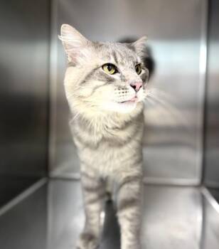 Hades -  Domestic Medium Hair Cat for Adoption in Sioux City, Iowa - Hades | PetCurious