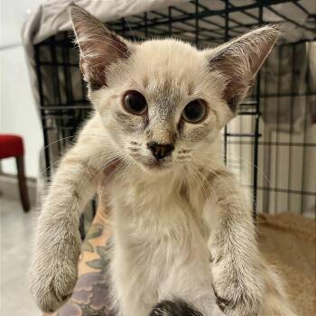 Kona -  Domestic Short Hair Cat for Adoption in Titusville, Florida - Kona | PetCurious