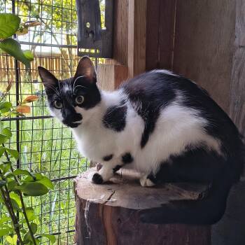 Daisy Mae -  Domestic Short Hair Cat for Adoption in Springfield, Oregon - Daisy Mae | PetCurious