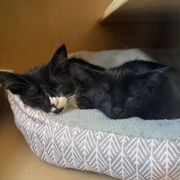 Sprout -  Domestic Short Hair Cat for Adoption in Flagstaff, Arizona - Sprout | PetCurious
