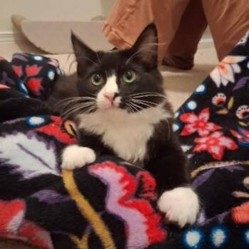 Toast -  Domestic Long Hair Cat for Adoption in Springfield, Oregon - Toast | PetCurious