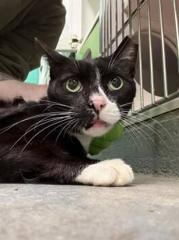 Domestic Short Hair Cats Available for Adoption - SPEEDWAY | PetCurious