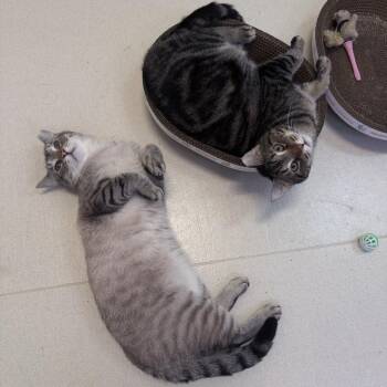 Grape Nut -  Domestic Short Hair Cat for Adoption in Warwick, Rhode Island - Grape Nut | PetCurious