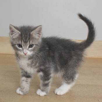 Domestic Short Hair Cats Available for Adoption in Minnetonka, Minnesota - Ping C69047 | PetCurious