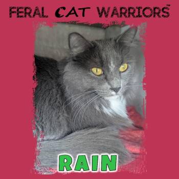 Domestic Long Hair Cats Available for Adoption - Rain | PetCurious