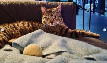 Tabby Cats Available for Adoption in Atlanta, Georgia - Ollie - Comes When Called. Stays For Snacks! | PetCurious