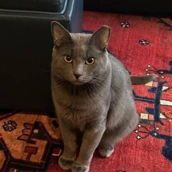 Fedyenka -  Exotic Shorthair Cat for Adoption in Redwood City, California - Fedyenka | PetCurious