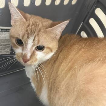 Mia -  Domestic Short Hair Cat for Adoption in Memphis, Tennessee - Mia | PetCurious