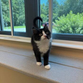 Squidward -  Domestic Short Hair Cat for Adoption in Mebane, North Carolina - Squidward | PetCurious