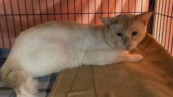Merlin -  Siamese Cat for Adoption in Dickson, Tennessee - Merlin | PetCurious
