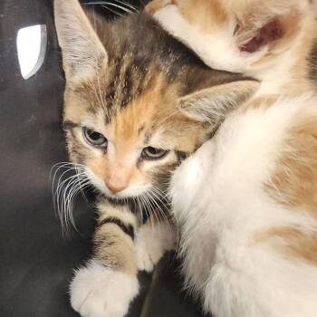 Daisy -  Domestic Short Hair Cat for Adoption in Kingman, Arizona - Daisy | PetCurious