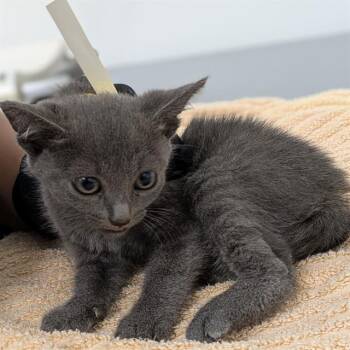 GINA -  Domestic Short Hair Cat Available for Adoption in Camarillo, California - GINA | PetCurious