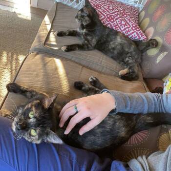 Domestic Short Hair Cats Available for Adoption in Roanoke, Virginia - Pie | PetCurious
