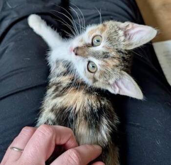Pixie -  Calico and Domestic Short Hair Cat for Adoption in Vaughan, Ontario - Pixie | PetCurious