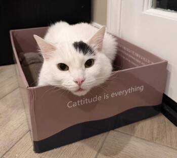 MARU -  Domestic Short Hair Cat for Adoption in Burbank, California - MARU | PetCurious