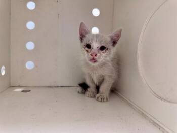 SAM - NEEDS A FOSTER -  Domestic Short Hair Cat for Adoption in Ontario, California - SAM - NEEDS A FOSTER | PetCurious