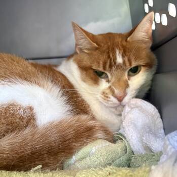 Papa Sav -  Domestic Short Hair Cat for Adoption in Eatontown, New Jersey - Papa Sav | PetCurious