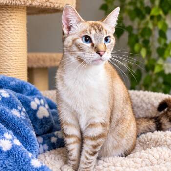 Dobby 1501Vandiver213- 16 -  Siamese Cat for Adoption in Columbia, Missouri - Dobby 1501Vandiver213- 16 | PetCurious