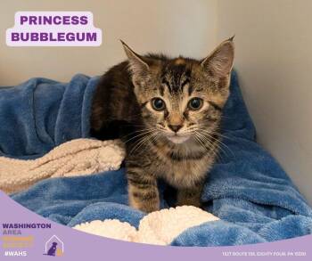 Domestic Short Hair Cats Available for Adoption in Eighty Four, Pennsylvania - Princess Bubblegum | PetCurious