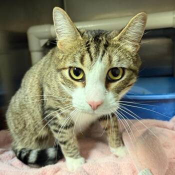 Hunter C26-020 -  Domestic Short Hair Cat for Adoption in Elbow Lake, Minnesota - Hunter C26-020 | PetCurious