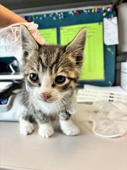 Focaccia -  Domestic Short Hair Cat for Adoption in Salt Lake City, Utah - Focaccia | PetCurious