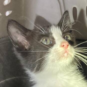 Steven -  Domestic Short Hair Cat for Adoption in Leander, Texas - Steven | PetCurious