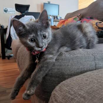 Huntress -  Domestic Short Hair Cat Available for Adoption in Silver Spring, Maryland - Huntress | PetCurious