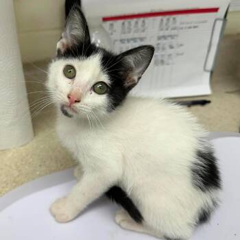 Willy 26-07-127 -  Domestic Short Hair Cat for Adoption in Bastrop, Texas - Willy 26-07-127 | PetCurious