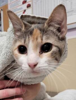 Galadriel -  Domestic Short Hair Cat for Adoption in Vancouver, Washington - Galadriel | PetCurious