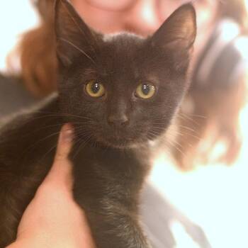 Santino -  Domestic Short Hair Cat for Adoption in Belleville, Illinois - Santino | PetCurious