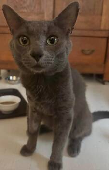 Linus -  Domestic Short Hair and Russian Blue Cat for Adoption in Beaverton, Oregon - Linus | PetCurious