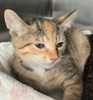Brookie -  Domestic Short Hair Cat for Adoption - Brookie | PetCurious