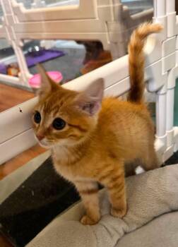 Domestic Short Hair Cats Available for Adoption in Newnan, Georgia - *Napoleon | PetCurious