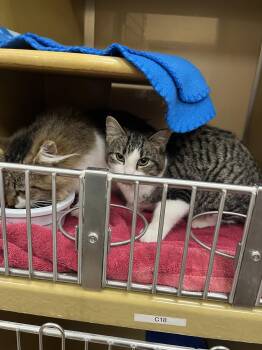 Rescue Domestic Short Hair Cats for Adoption in Cleveland, Ohio - Nickel | PetCurious