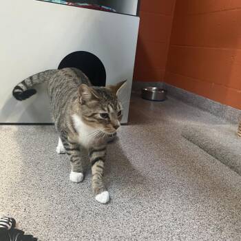 Storm Cloud -  Domestic Short Hair Cat for Adoption in Sarasota, Florida - Storm Cloud | PetCurious
