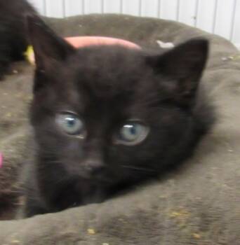 Rescue Domestic Short Hair Cats for Adoption in West Memphis, Arkansas - Janie | PetCurious