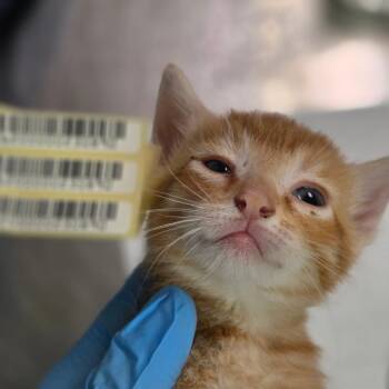 Matthew MacDell -  Domestic Short Hair Cat for Adoption in Charleston, West Virginia - Matthew MacDell | PetCurious
