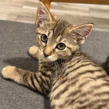 Tess -  Domestic Short Hair Cat for Adoption in Mokena, Illinois - Tess | PetCurious