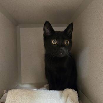 Lance -  Domestic Short Hair Cat for Adoption in New Hope, Pennsylvania - Lance | PetCurious