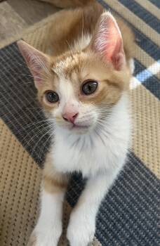 Cade Brother to Bronny -  Domestic Short Hair Cat for Adoption in Clawson, Michigan - Cade Brother To Bronny | PetCurious