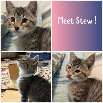 Domestic Short Hair Cats Available for Adoption in Newberg, Oregon - Stew | PetCurious