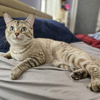 Domestic Short Hair and Siamese Cats Available for Adoption in Hudsonville, Michigan - Leah | PetCurious